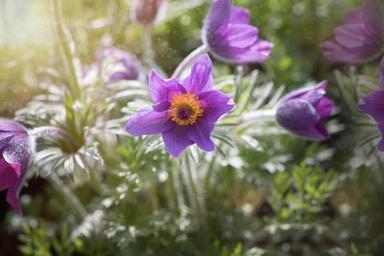 common-pasque-flower-1347971.jpg