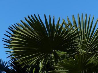palm-tree-date-palm-shade-tree-357603.jpg