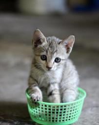 kitten-cat-basket-cute-pet-feline-390447.jpg