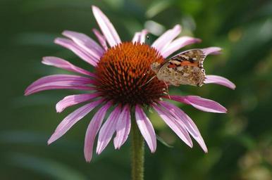 butterfly-flower-insect-bloom-887151.jpg