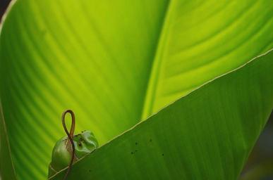 leaf-leaves-colorful-green-macro-285276.jpg