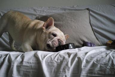 dog-cute-french-bulldog-1016918.jpg