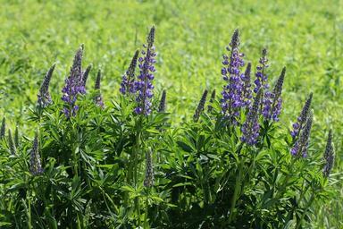 Lupinus polyphyllus UA 2013 G2.jpg