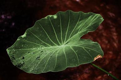 leaf-leaves-colorful-green-macro-329057.jpg
