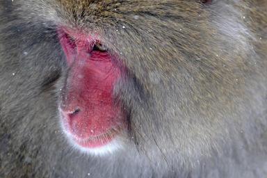Macaco-japonês.jpeg.jpg