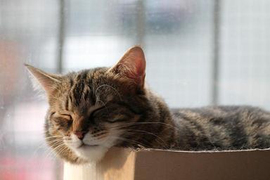 cat-rest-sleep-nap-488612.jpg