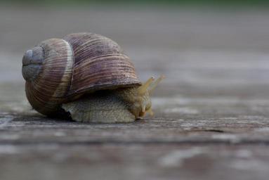 snail-animal-nature-garden-746124.jpg