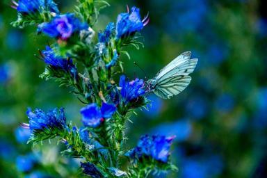 butterfly-insect-animal-summer-828159.jpg