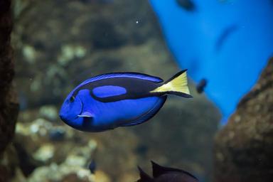 pairi-daiza-arnold-blue-fish-fish-1305842.jpg