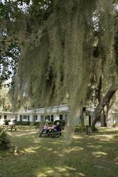 Big mossy tree.jpg