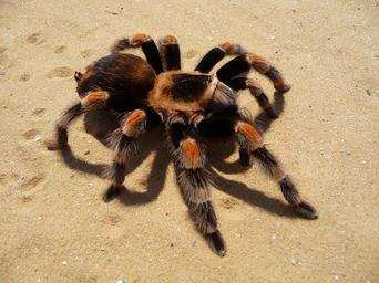 Brachypelma smithi 2009 G04.jpg