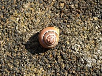 shell-snail-shell-snail-close-299534.jpg