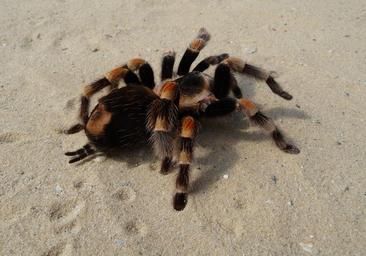 Brachypelma smithi 2009 G06.jpg