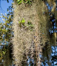 plant-spanish-moss-beard-old-hay-1675646.jpg