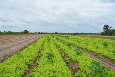 khmer-vegetable-khmer-lettuce-1544865.jpg