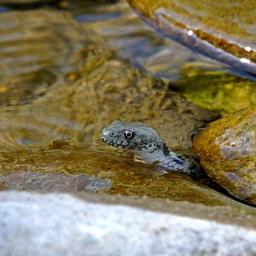 snake-water-animals-reptile-river-18705.jpg