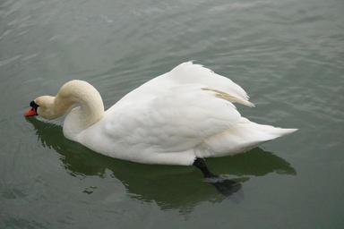 mute-swan-swan-lake-bird-1236503.jpg