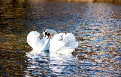 swan-love-pair-romantic-bird-644434.jpg