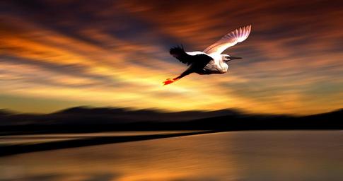 nature-mood-birds-1073020.jpg