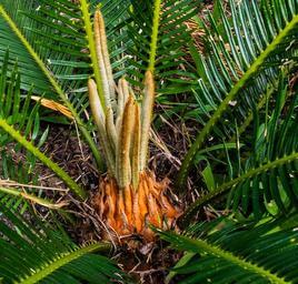 palm-palm-tree-new-drives-grow-227065.jpg