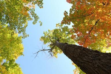 tree-foliage-forest-woods-nature-498448.jpg