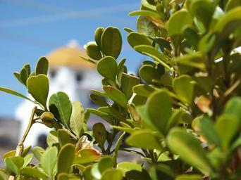 green-plant-leaves-nature-garden-697864.jpg