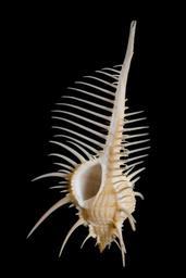 snail-shell-sea-murex-pecten-close-1078112.jpg