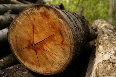 wood-log-stump-forest-plant-1449071.jpg