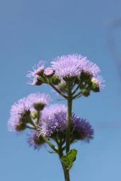 flower-purple-purple-flowers-plant-1702754.jpg