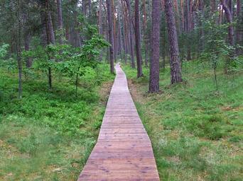 way-wood-trees-nature-peace-467198.jpg