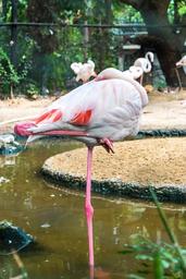 bird-framingham-bingo-birds-zoo-1343753.jpg