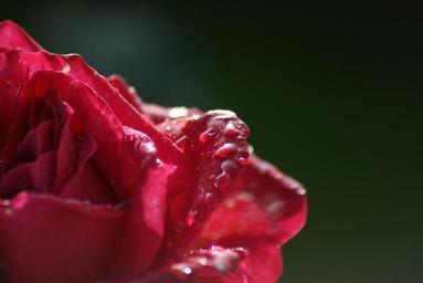 rose-red-summer-flower-blossom-184992.jpg