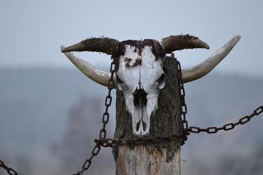 bull-skull-totem-corners-1269669.jpg