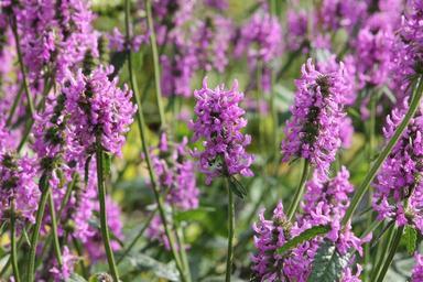 flowers-purple-floral-background-978038.jpg