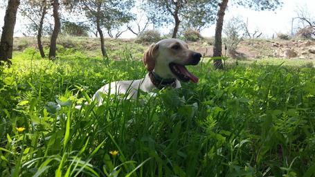 cloud-bitch-dog-field-animal-pets-1002035.jpg