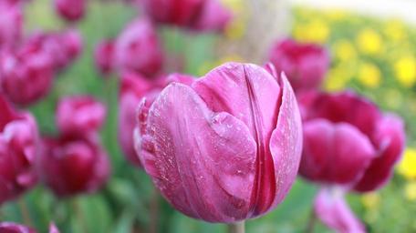 tulip-flower-pink-romance-romantic-524413.jpg