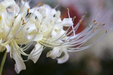 white-petals-nature-flower-garden-949671.jpg