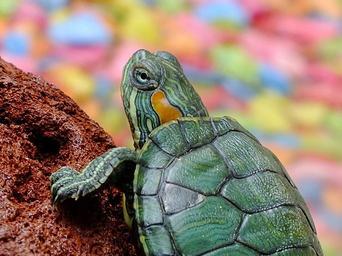 turtle-animals-water-creature-182121.jpg