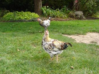 chicken-farm-hen-wings-feather-208469.jpg