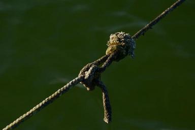 knot-connection-dew-rope-fixing-540377.jpg