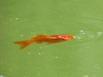 carp-fish-bubble-orange-965088.jpg