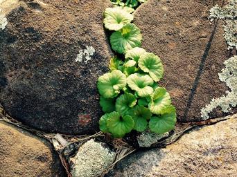 green-leaves-small-plant-growing-1182463.jpg