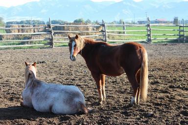 horse-animal-equine-domestic-500768.jpg