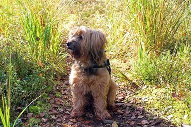 dog-terrier-tibetan-terrier-pet-452988.jpg