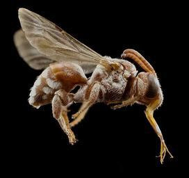 Pasites_maculatus,_f,_pakistan,_side_2014-11-02-01.50.40_ZS_PMax.jpg