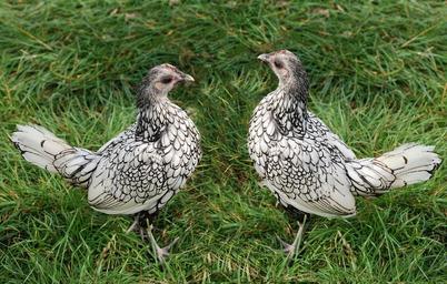 chicken-poultry-hen-farm-bird-452250.jpg