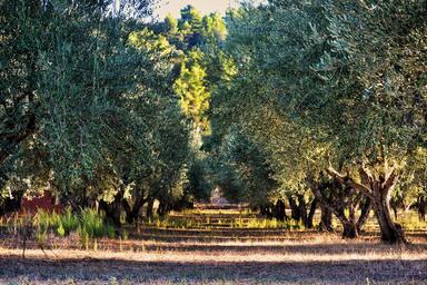 olive-tree-tree-olives-orchard-1474782.jpg