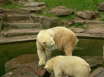 zoo-animal-polar-bear-207092.jpg