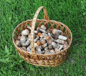 Edible fungi in basket 2015 G1.jpg