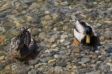ducks-mallards-birds-duck-bird-1417840.jpg